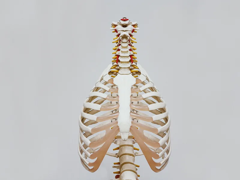 How X-Rays works at Restore24 Chiropractic